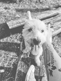 Close-up portrait of dog