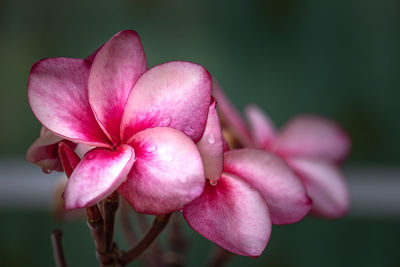 Close-up of pink flower