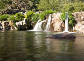 Scenic view of waterfall in forest