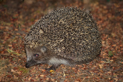 Hedgehog on field at forest