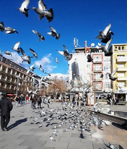 Flock of birds flying over street in city