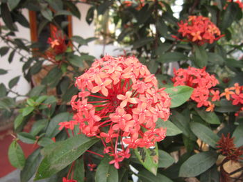 Close-up of pink flowers