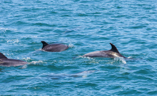 Dolphins swimming in sea