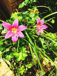 Close-up of pink flowers