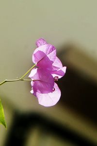 Close-up of pink flowers