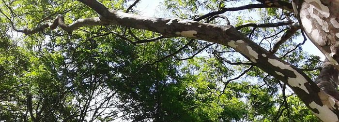 Low angle view of trees