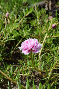 Close-up of pink flowering plant on field