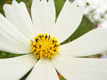 Close-up of white daisy flower