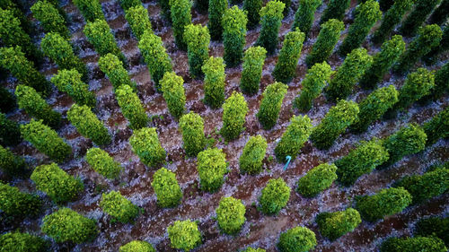 Full frame shot of moss growing on land