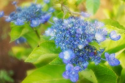 Close-up of purple flowers