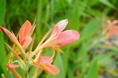 Close-up of pink flowering plant