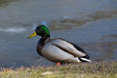 Side view of a mallard duck on the lake