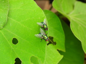 Close-up of insect on leaf