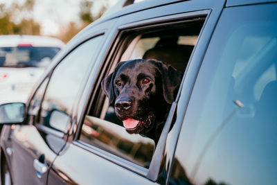 Close-up of dog in car