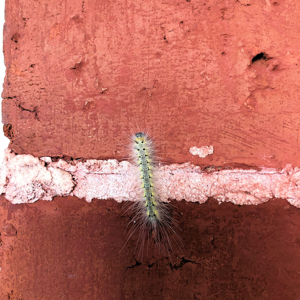 CLOSE-UP OF SUCCULENT PLANT