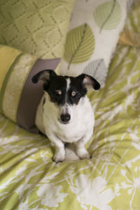 High angle view of puppy sitting on bed