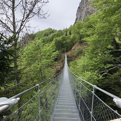 Footbridge amidst trees in forest