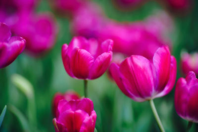 Close-up of pink tulips