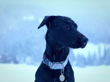 Close-up of black dog during winter