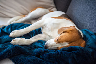 Beagle dog tired sleeps on a cozy sofa in bright room. canine theme