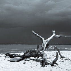 Reflection of trees in water