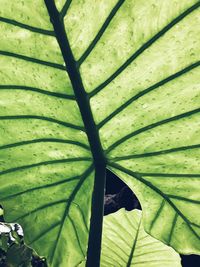 Full frame shot of leaves