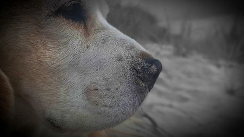 Close-up of dog looking away