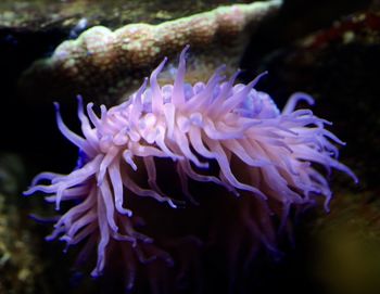 Close-up of coral underwater