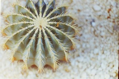 Close-up of plant against white background