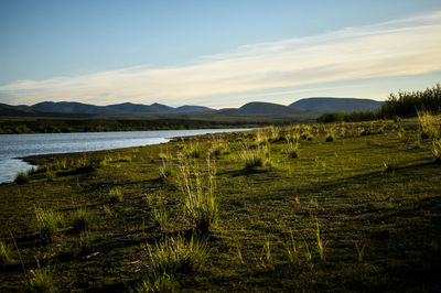 Scenic view of field against sky