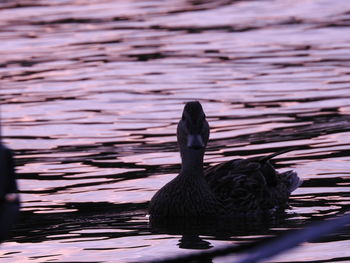 Close-up of swan swimming on lake