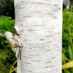 Close-up of insect on tree trunk