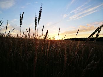 Close-up of wheat field against sky at sunset