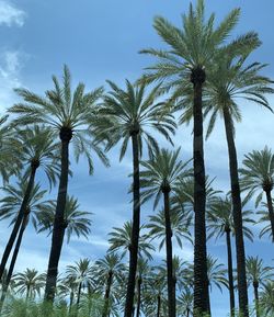 Low angle view of coconut palm trees against sky