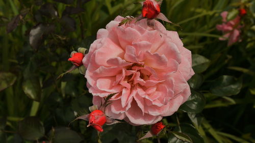 Close-up of pink flowers