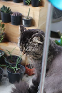 Close-up of cat looking away