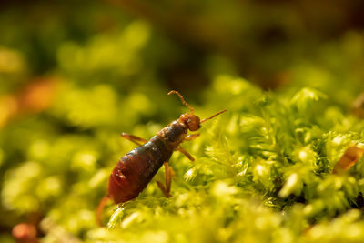 Close-up of insect on plant