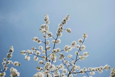 Low angle view of flower tree against clear blue sky