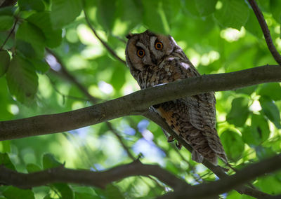 Close-up of a bird perching on branch