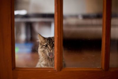 Portrait of cat yawning behind closed door