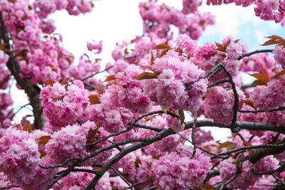 Close-up of pink cherry blossoms in spring