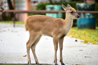 Close-up of deer standing outdoors