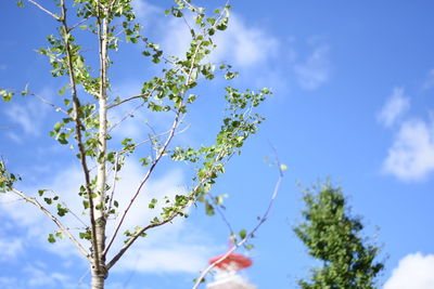 Low angle view of flowers against blue sky