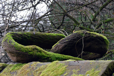 Close-up of moss on rock