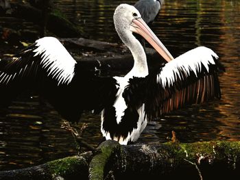 Close-up of swan on lake