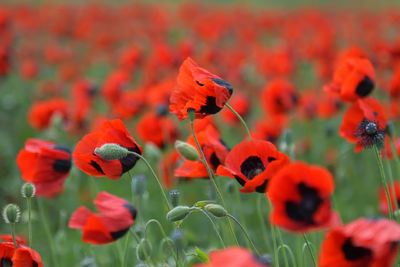 Close-up of red poppy flowers