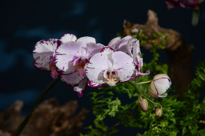 Close-up of pink flowers