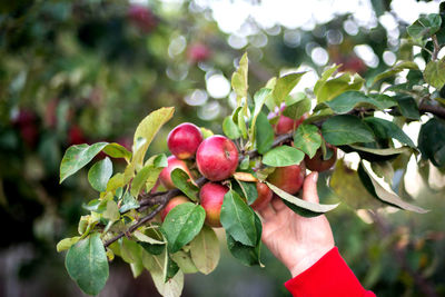 Close-up of hand holding apples