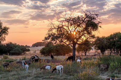 View of horses grazing on field during sunset