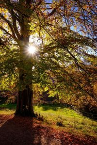 Sun shining through trees